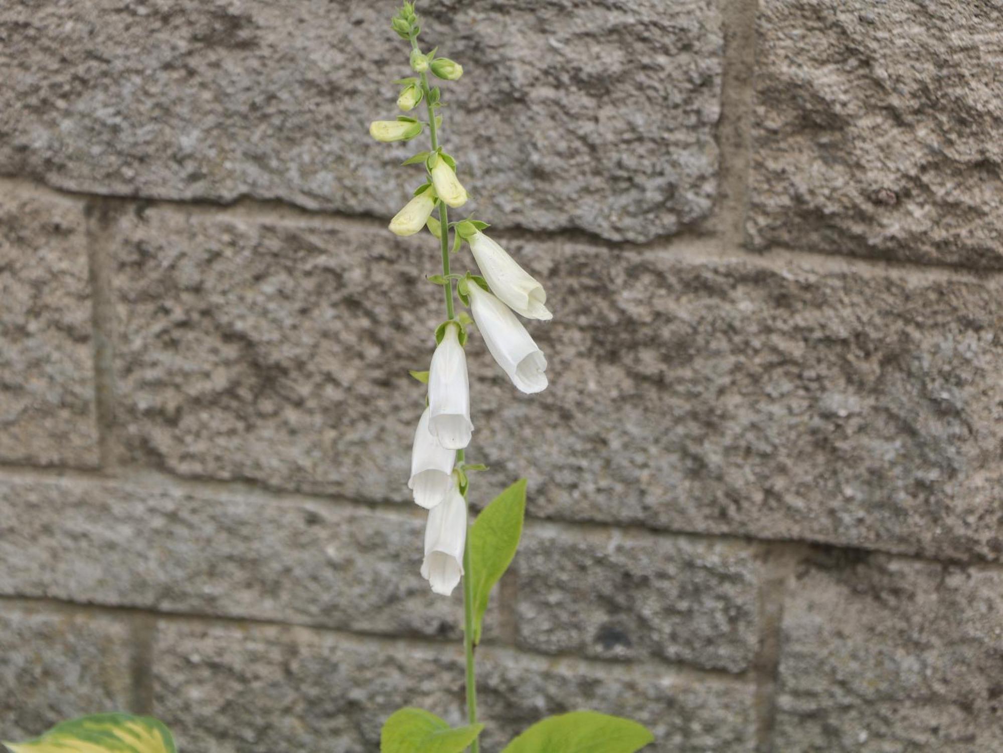 Foxgloves Castleton  Bagian luar foto